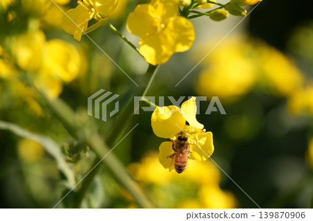 Bee harvesing to rape blossoms Bee harvesing to rape blossoms 139870906