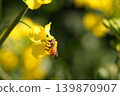 蜜蜂收穫油菜花 139870907