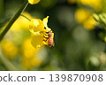 蜜蜂收穫油菜花 139870908