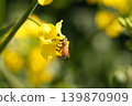 蜜蜂收穫油菜花 139870909