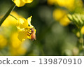 蜜蜂收穫油菜花 139870910