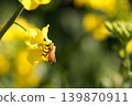 蜜蜂收穫油菜花 139870911