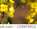 蜜蜂收穫油菜花 139870912
