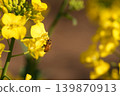 蜜蜂收穫油菜花 139870913