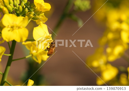 Bee harvesing to rape blossoms Bee harvesing to rape blossoms 139870913