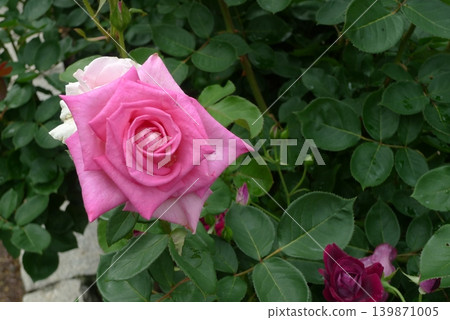 Beautiful Rose Beautiful Rose 139871005