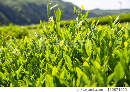 New tea leaves from tea fields in early summer New tea leaves from tea fields in early summer 139871053
