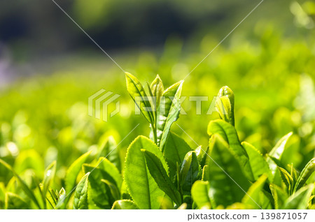 初夏時節,茶園裡採的新茶。 初夏時節,茶園裡採的新茶。 139871057