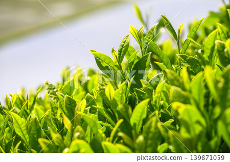 New tea leaves from tea fields in early summer New tea leaves from tea fields in early summer 139871059