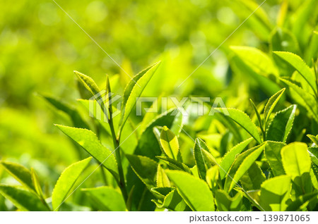 初夏時節,茶園裡採的新茶。 初夏時節,茶園裡採的新茶。 139871065