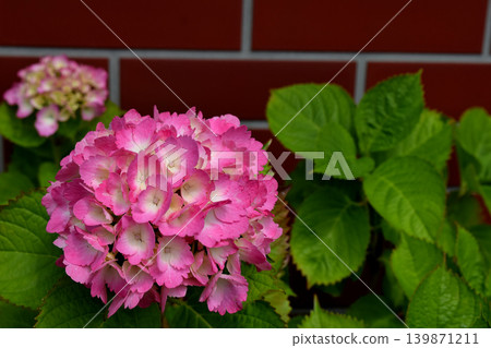 Red hydrangea Red hydrangea 139871211
