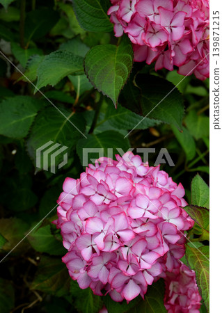 Red hydrangea Red hydrangea 139871215