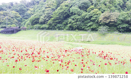 久里濱花卉公園的初夏 139871258