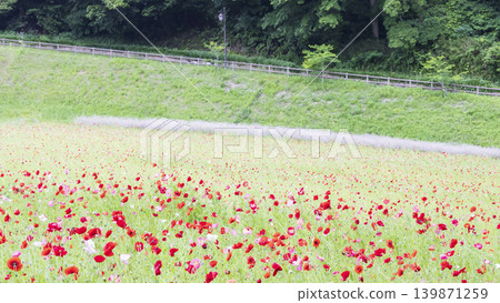 久里濱花卉公園的初夏 久里濱花卉公園的初夏 139871259