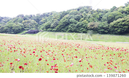 久里濱花卉公園的初夏 久里濱花卉公園的初夏 139871260