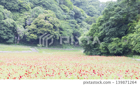 久里濱花卉公園的初夏 久里濱花卉公園的初夏 139871264