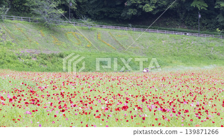Early summer at Kurihama Flower Park Early summer at Kurihama Flower Park 139871266