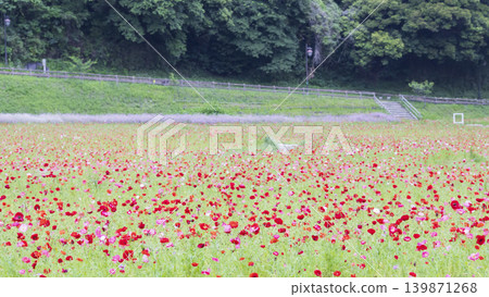 Early summer at Kurihama Flower Park Early summer at Kurihama Flower Park 139871268