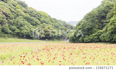久里濱花卉公園的初夏 139871271