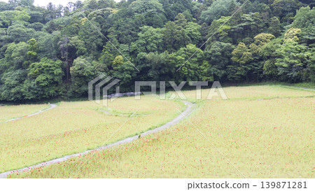 Early summer at Kurihama Flower Park Early summer at Kurihama Flower Park 139871281