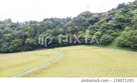 Early summer at Kurihama Flower Park Early summer at Kurihama Flower Park 139871283