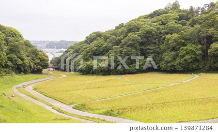 久里濱花卉公園的初夏 久里濱花卉公園的初夏 139871284