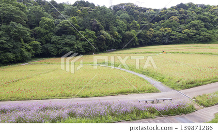 Early summer at Kurihama Flower Park Early summer at Kurihama Flower Park 139871286