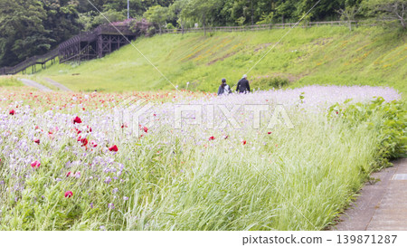 Early summer at Kurihama Flower Park Early summer at Kurihama Flower Park 139871287