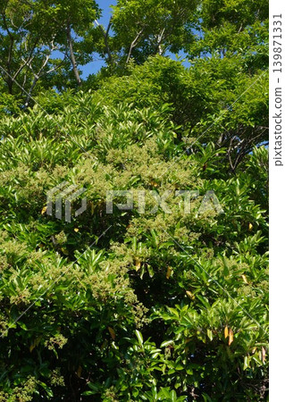 Coralberry buds, May 2026 139871331