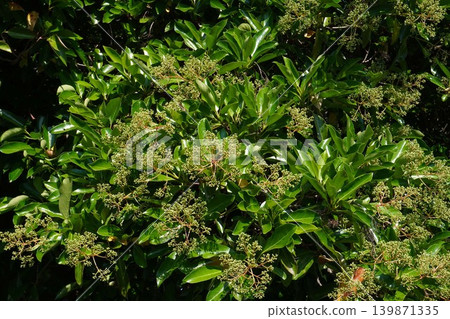 Coralberry buds, May 2026 Coralberry buds, May 2026 139871335
