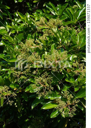 Coralberry buds, May 2026 Coralberry buds, May 2026 139871337