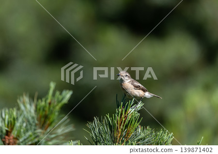 Siberian Stonechat on the mountaintop Siberian Stonechat on the mountaintop 139871402