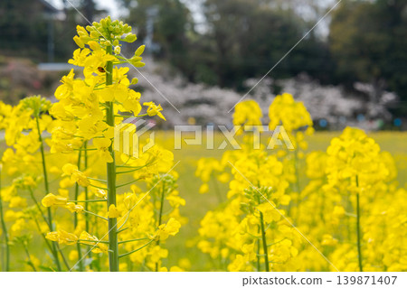 春油菜花盛開,櫻花點綴其間,構成一幅生氣勃勃的景象(淡路島洲本市) 春油菜花盛開,櫻花點綴其間,構成一幅生氣勃勃的景象(淡路島洲本市) 139871407
