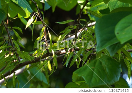 Young pods of the Japanese angelica tree (Diapensia crenata) - May 2026 Young pods of the Japanese angelica tree (Diapensia crenata) - May 2026 139871415