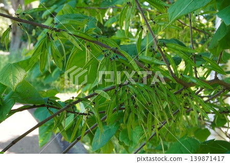 日本當歸(Diapensia crenata)的幼莢 - 2026年5月 日本當歸(Diapensia crenata)的幼莢 - 2026年5月 139871417