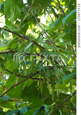 日本當歸(Diapensia crenata)的幼莢 - 2026年5月 日本當歸(Diapensia crenata)的幼莢 - 2026年5月 139871418