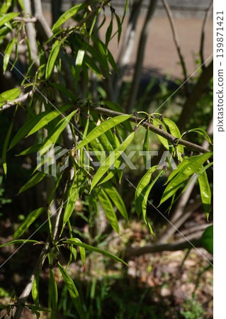 日本當歸(Diapensia crenata)的幼莢 - 2026年5月 日本當歸(Diapensia crenata)的幼莢 - 2026年5月 139871421
