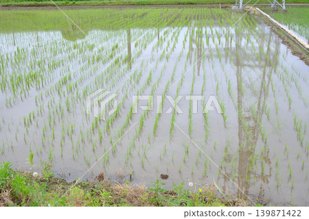 A transmission tower reflected in a rice paddy after planting. A transmission tower reflected in a rice paddy after planting. 139871422