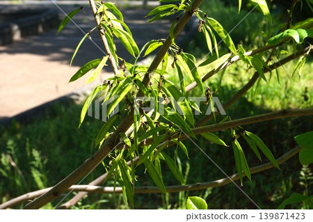 日本當歸(Diapensia crenata)的幼莢 - 2026年5月 日本當歸(Diapensia crenata)的幼莢 - 2026年5月 139871423