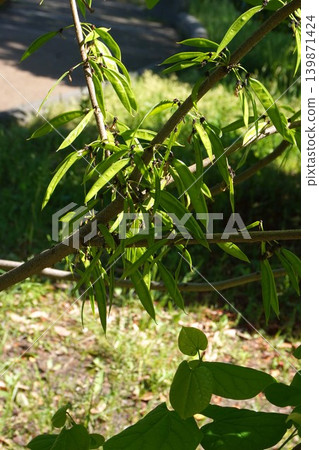 Young pods of the Japanese angelica tree (Diapensia crenata) - May 2026 Young pods of the Japanese angelica tree (Diapensia crenata) - May 2026 139871424