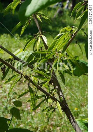 日本當歸(Diapensia crenata)的幼莢 - 2026年5月 日本當歸(Diapensia crenata)的幼莢 - 2026年5月 139871425