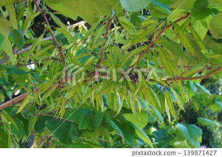 日本當歸(Diapensia crenata)的幼莢 - 2026年5月 日本當歸(Diapensia crenata)的幼莢 - 2026年5月 139871427