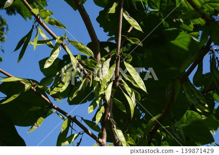 日本當歸(Diapensia crenata)的幼莢 - 2026年5月 日本當歸(Diapensia crenata)的幼莢 - 2026年5月 139871429