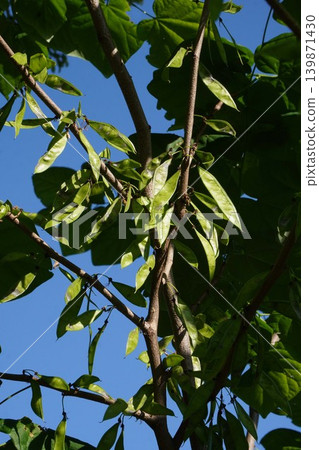 Young pods of the Japanese angelica tree (Diapensia crenata) - May 2026 Young pods of the Japanese angelica tree (Diapensia crenata) - May 2026 139871430