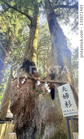 The Couple Cedars of Tamaki Shrine The Couple Cedars of Tamaki Shrine 139871485