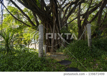 Tropical garden path in Vietnam with thick rope fence posts, lush green lawn, banyan trees, and palm trees. Stone steps lead into a shaded jungle-like park area. Tropical garden path in Vietnam with thick rope fence posts, lush green lawn, banyan trees, and palm trees. Stone steps lead into a shaded jungle-like park area. 139871499