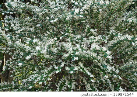 溲疏花,2026年5月 溲疏花,2026年5月 139871544