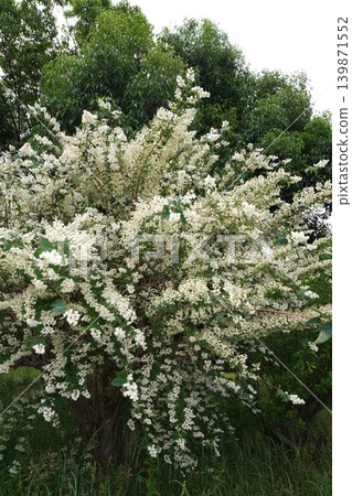 溲疏花,2026年5月 溲疏花,2026年5月 139871552