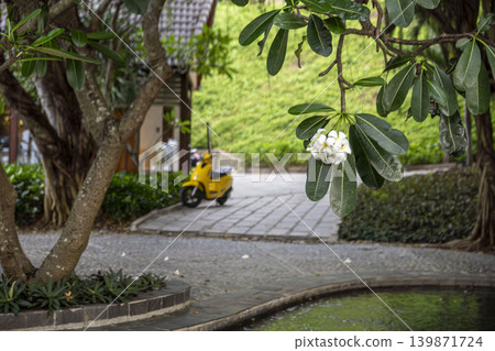 Tropical garden with blooming frangipani tree and yellow scooter in a peaceful resort environment in Vietnam surrounded by lush green nature. Tropical garden with blooming frangipani tree and yellow scooter in a peaceful resort environment in Vietnam surrounded by lush green nature. 139871724
