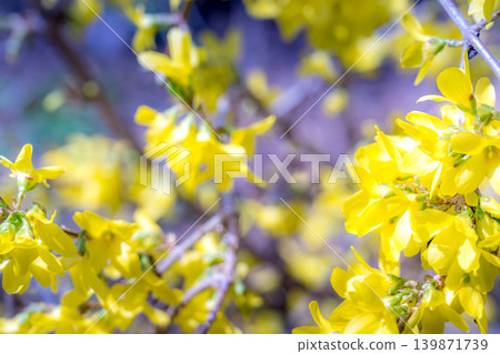 Spring sunshine and forsythia flowers Spring sunshine and forsythia flowers 139871739